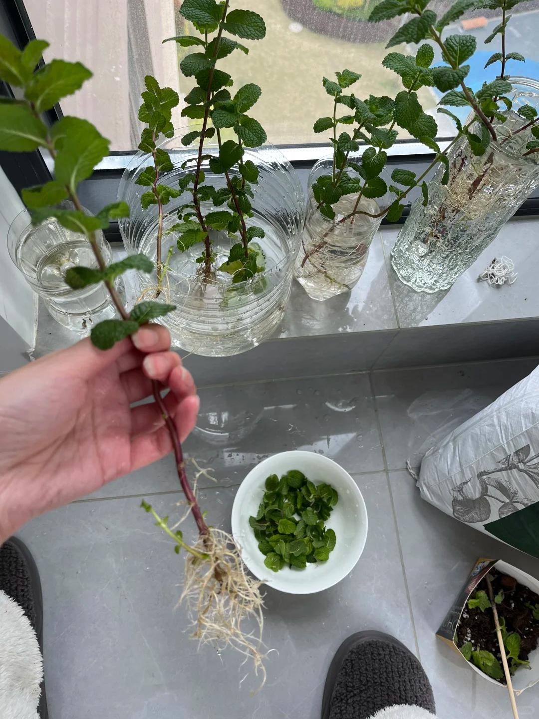 Chỉ từ v&agrave;i cọng rau muống v&agrave; một cốc nước, c&ocirc; g&aacute;i trẻ thu hoạch cả chậu rau sau một th&aacute;ng: C&aacute;ch trồng thủy canh khiến nhiều người muốn l&agrave;m theo- Ảnh 9.