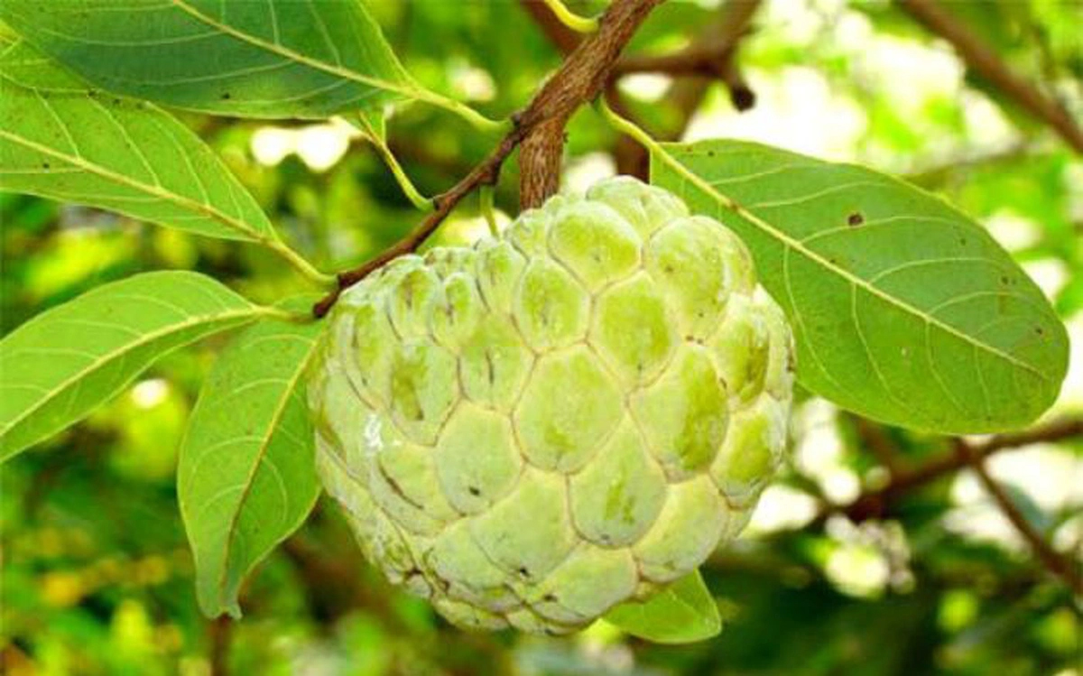 Thứ quả đang v&agrave;o m&ugrave;a ngon nhất, tốt cho tim mạch v&agrave; huyết &aacute;p - Ảnh 1.