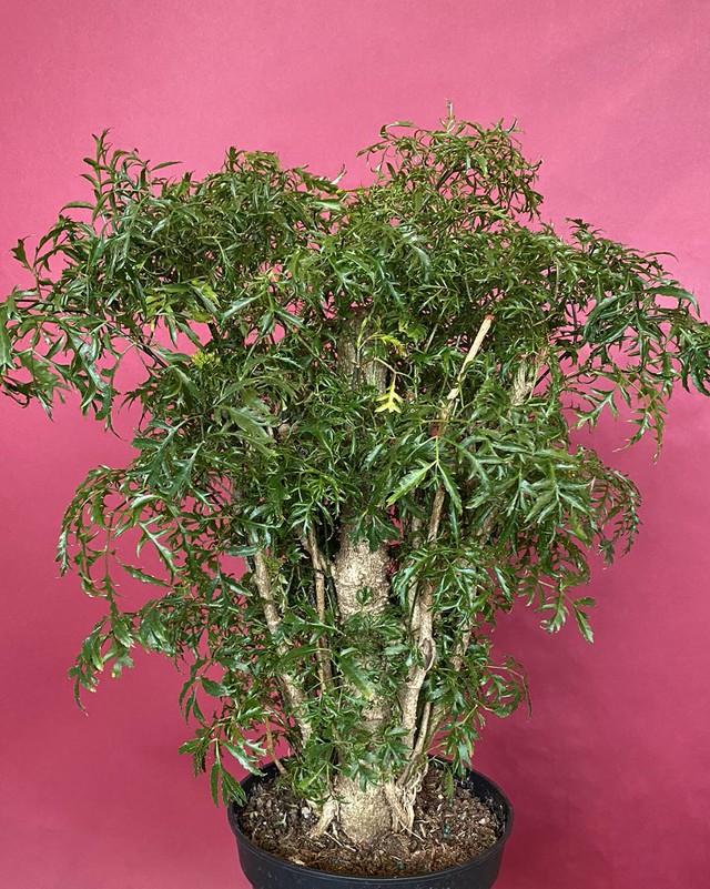4 l&yacute; do v&igrave; sao n&ecirc;n trồng một c&acirc;y đinh lăng ở cổng nh&agrave;- Ảnh 3.