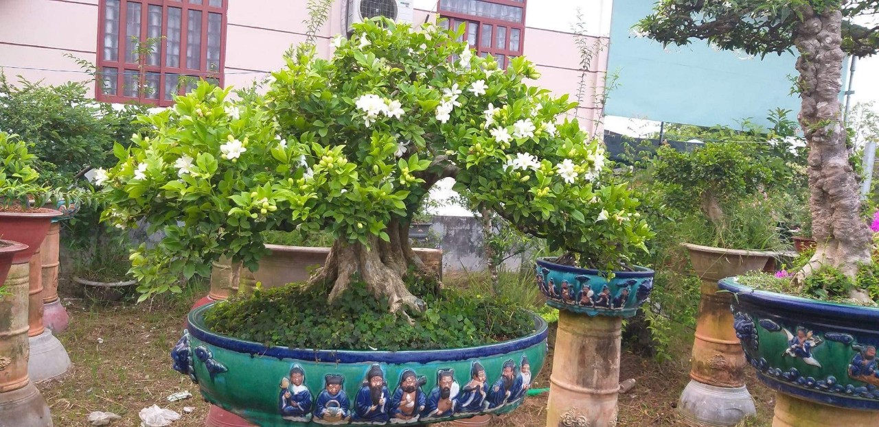 5 l&yacute; do n&ecirc;n trồng một c&acirc;y nguyệt quế trước nh&agrave; - Ảnh 1.