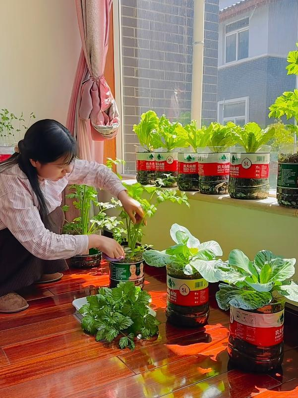 C&ocirc; g&aacute;i biến ban c&ocirc;ng 6m&sup2; th&agrave;nh vườn rau hơn 20 loại: Mỗi ng&agrave;y chăm 10 ph&uacute;t, rau xanh ăn kh&ocirc;ng hết - Ảnh 4.