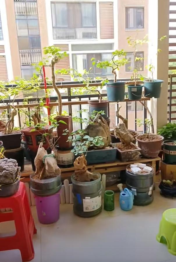 Vợ ch&ecirc; c&acirc;y chồng trồng vừa trơ vừa xấu, d&acirc;n mạng nh&igrave;n ảnh lại n&oacute;i: Đ&acirc;y l&agrave; người chơi c&acirc;y c&oacute; đẳng cấp- Ảnh 3.