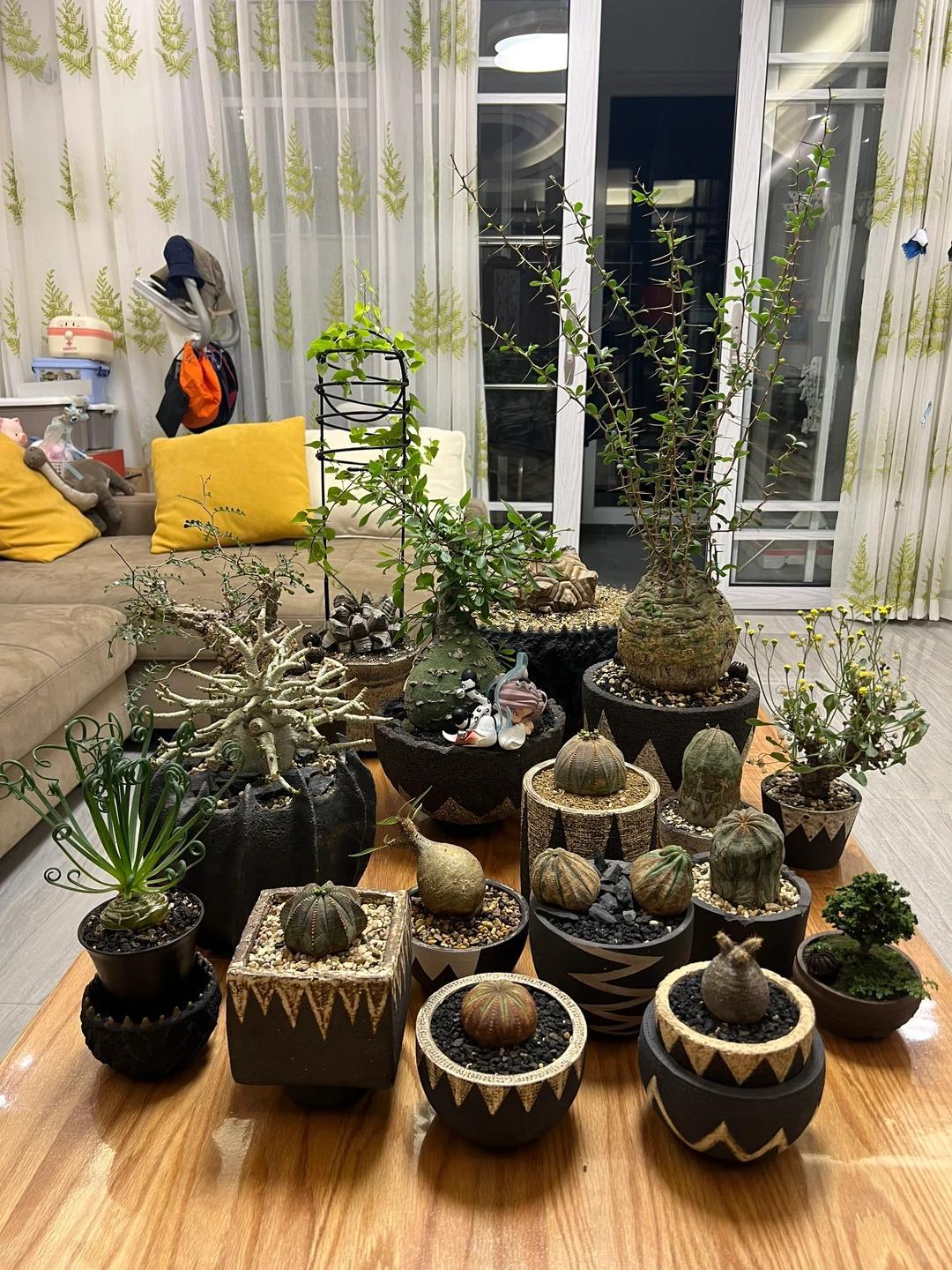 Vợ ch&ecirc; c&acirc;y chồng trồng vừa trơ vừa xấu, d&acirc;n mạng nh&igrave;n ảnh lại n&oacute;i: Đ&acirc;y l&agrave; người chơi c&acirc;y c&oacute; đẳng cấp- Ảnh 8.