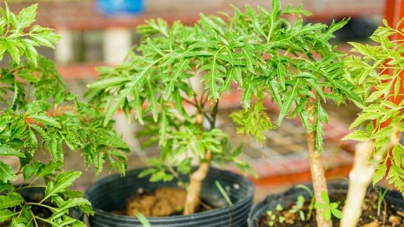 6 lưu &yacute; cho c&aacute;c gia đ&igrave;nh đang trồng c&acirc;y đinh lăng- Ảnh 1.