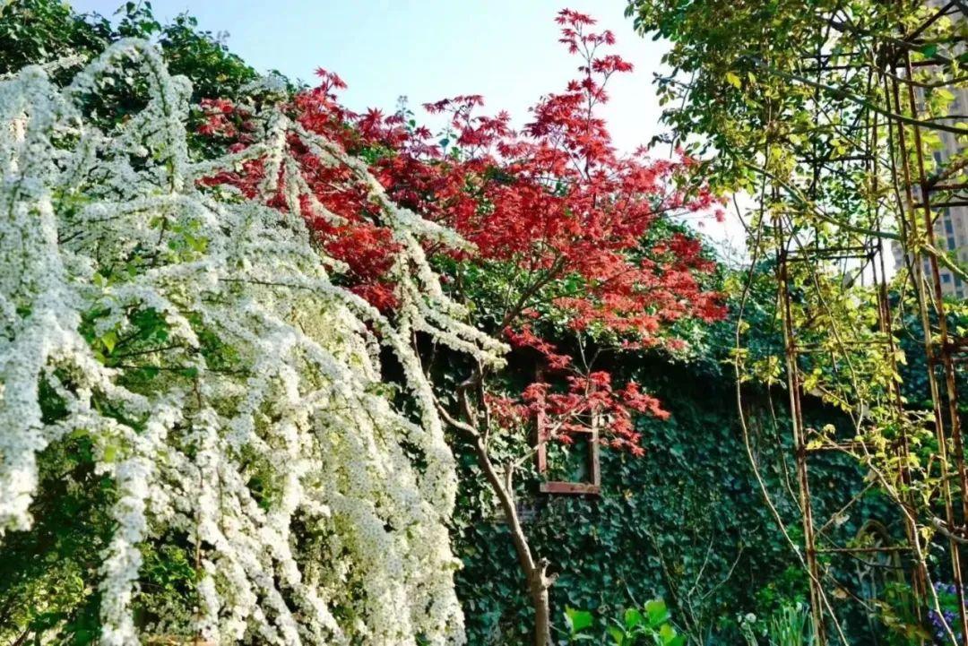Suốt 20 năm, nữ gi&aacute;o vi&ecirc;n dồn phần lớn tiền tiết kiệm v&agrave; thời gian rảnh để l&agrave;m vườn: Th&agrave;nh quả khiến ai nh&igrave;n cũng ao ước- Ảnh 24.