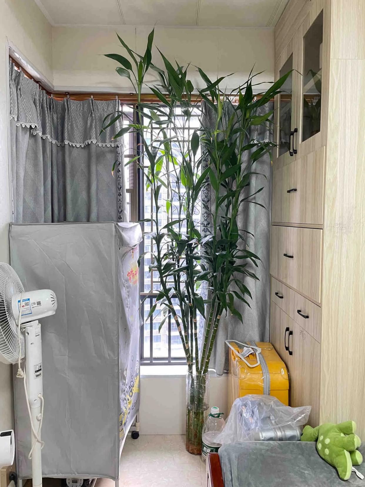 Đồng nghiệp trồng c&acirc;y ph&aacute;t lộc cao chạm trần, c&acirc;y của m&igrave;nh lại h&eacute;o v&agrave;ng: Cư d&acirc;n mạng n&oacute;i một c&acirc;u khiến c&ocirc; quyết t&acirc;m kiếm tiền- Ảnh 4.