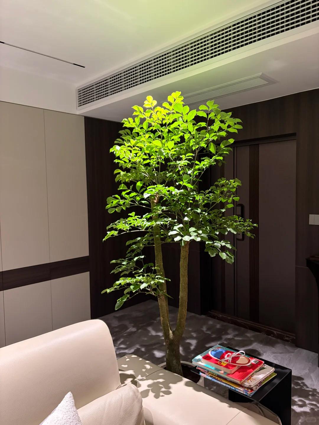C&acirc;y hạnh ph&uacute;c 9 năm tuổi bất ngờ ra hoa trước ng&agrave;y bị đem cho, d&acirc;n mạng đồng loạt nhắn: &ldquo;Đừng mang n&oacute; đi!&rdquo; - Ảnh 7.