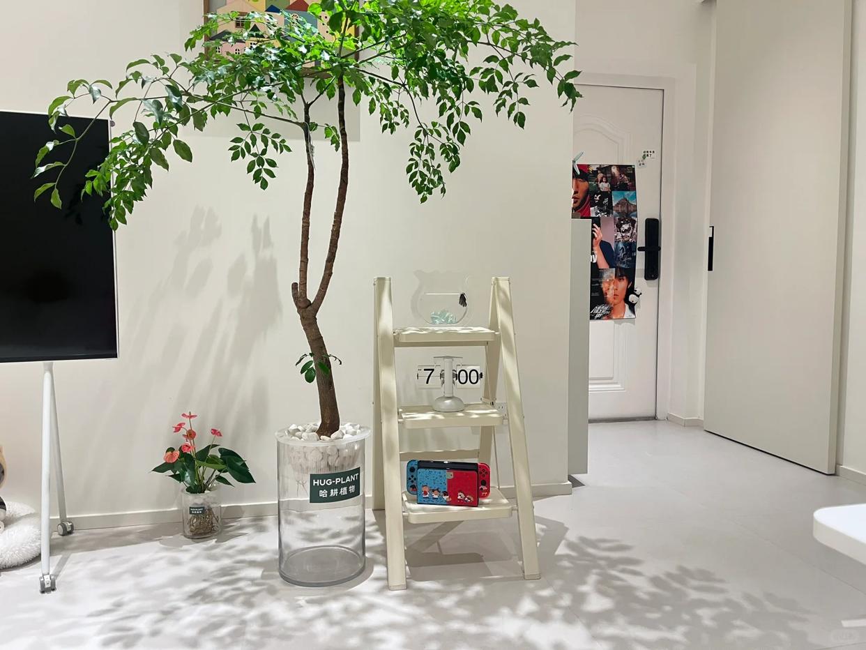 C&acirc;y hạnh ph&uacute;c 9 năm tuổi bất ngờ ra hoa trước ng&agrave;y bị đem cho, d&acirc;n mạng đồng loạt nhắn: &ldquo;Đừng mang n&oacute; đi!&rdquo; - Ảnh 5.