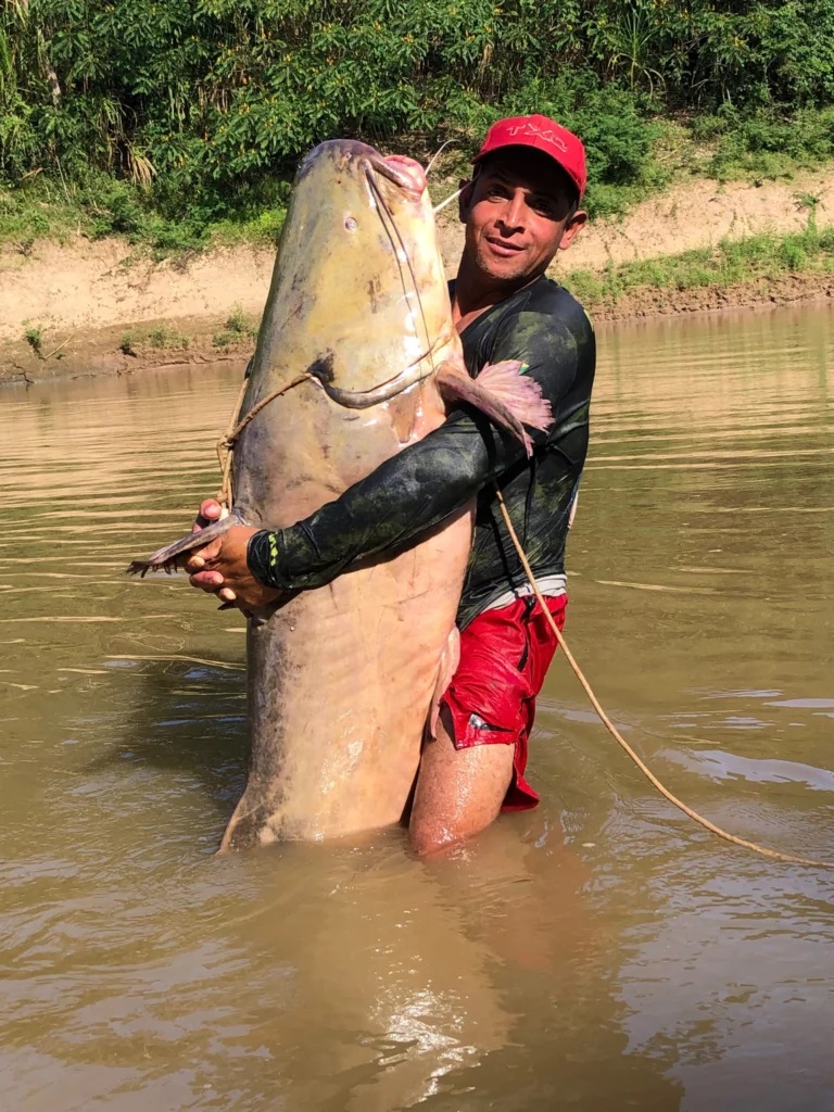 Cần thủ bắt được con c&aacute; tr&ecirc; nặng 68kg tr&ecirc;n s&ocirc;ng - Ảnh 2.