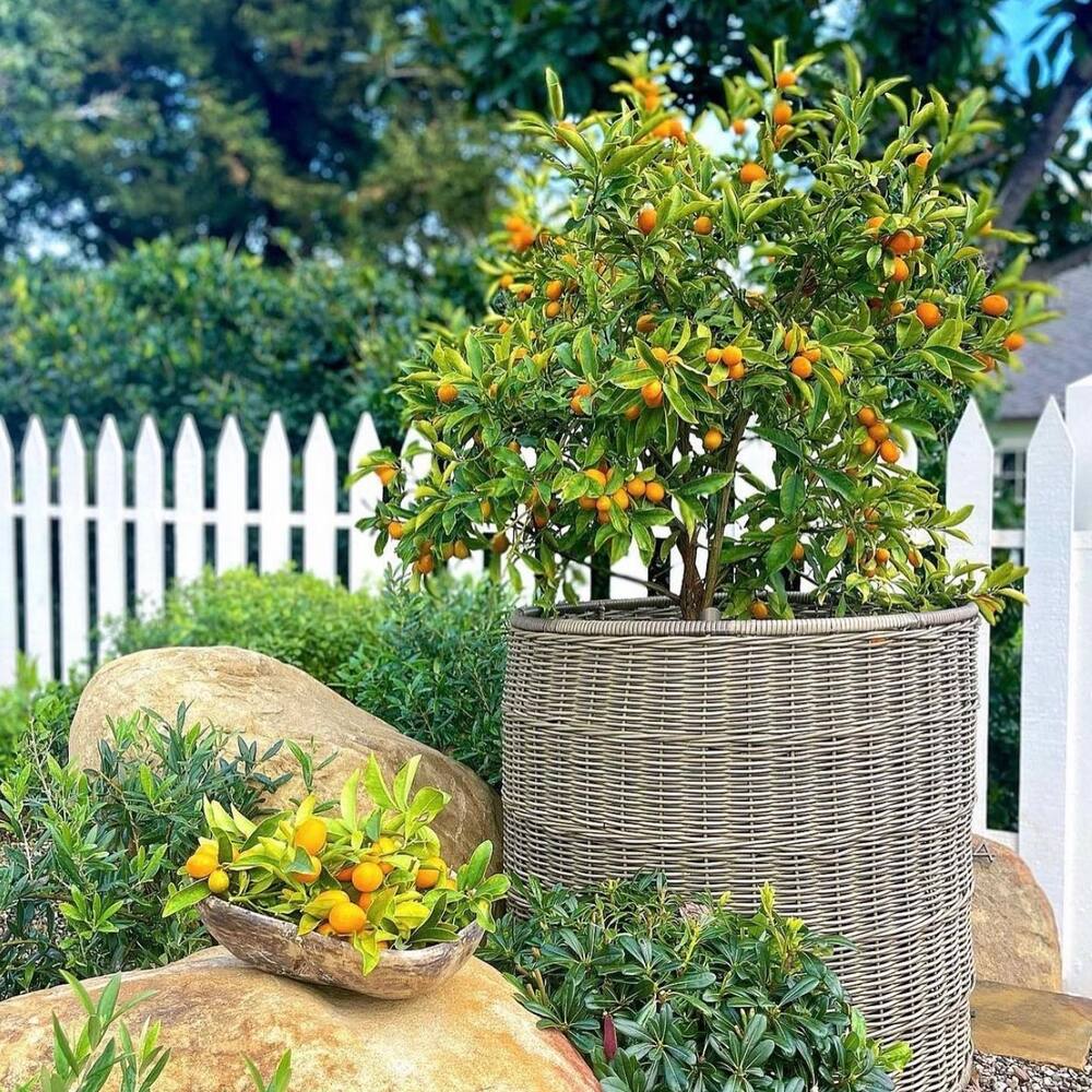 4 l&yacute; do v&igrave; sao n&ecirc;n trồng một c&acirc;y quất trước cửa nh&agrave; - Ảnh 1.