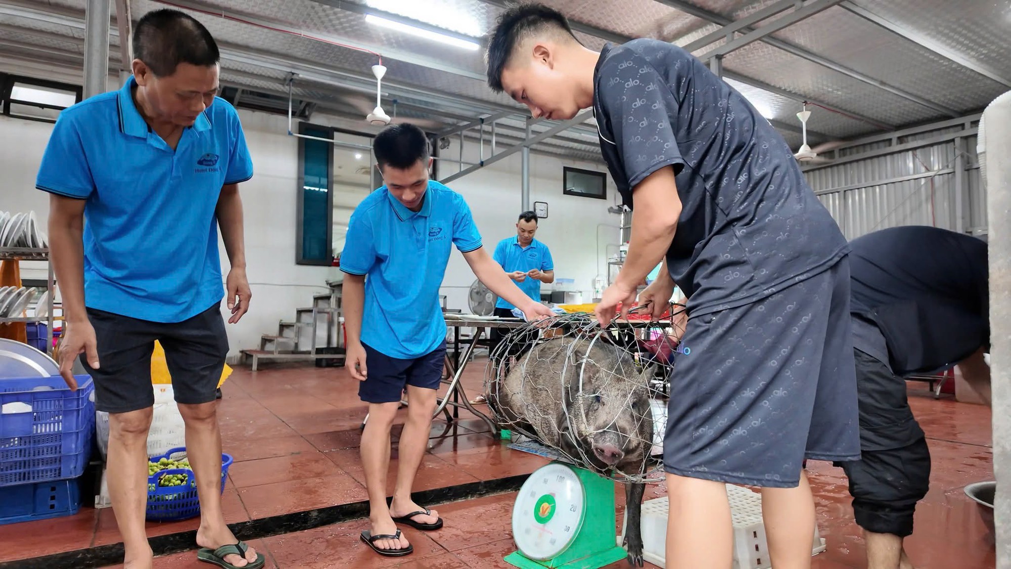 50 kh&aacute;ch mắc kẹt v&igrave; b&atilde;o số 1, chủ kh&aacute;ch sạn ở C&ocirc; T&ocirc; mổ lợn rừng nu&ocirc;i cả năm l&agrave;m tiệc đ&atilde;i- Ảnh 1.