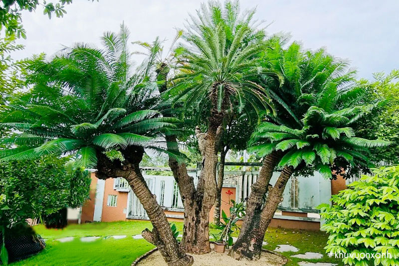 3 loại c&acirc;y trồng trong nh&agrave; dễ gặp họa- Ảnh 1.