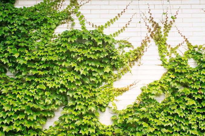 5 loại c&acirc;y chớ n&ecirc;n đặt trong nh&agrave;- Ảnh 3.