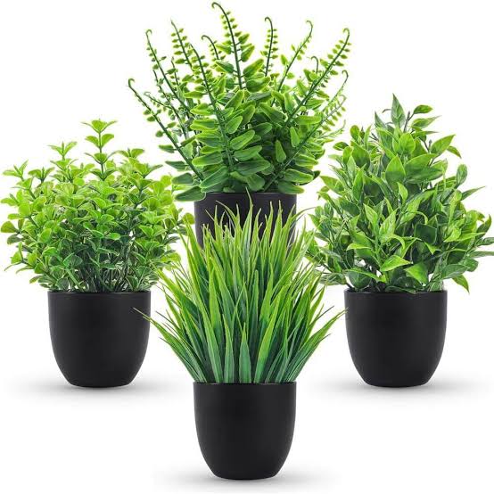 5 loại c&acirc;y chớ n&ecirc;n đặt trong nh&agrave;- Ảnh 4.