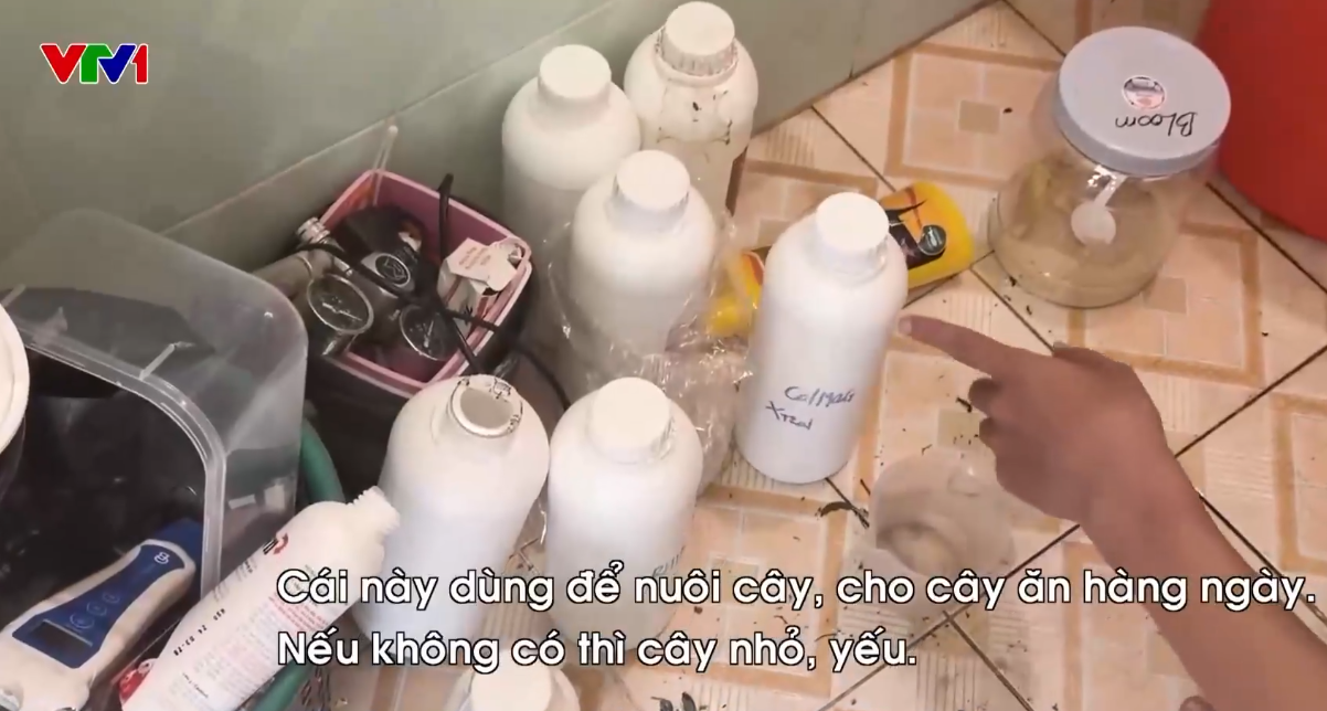 Triệt ph&aacute; đường d&acirc;y trồng, chế biến cần sa tại nh&agrave; ngay giữa Thủ đ&ocirc;- Ảnh 3.