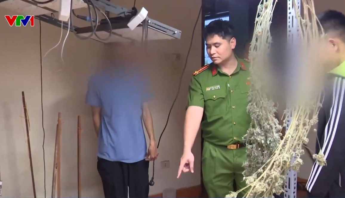 Triệt ph&aacute; đường d&acirc;y trồng, chế biến cần sa tại nh&agrave; ngay giữa Thủ đ&ocirc;- Ảnh 1.