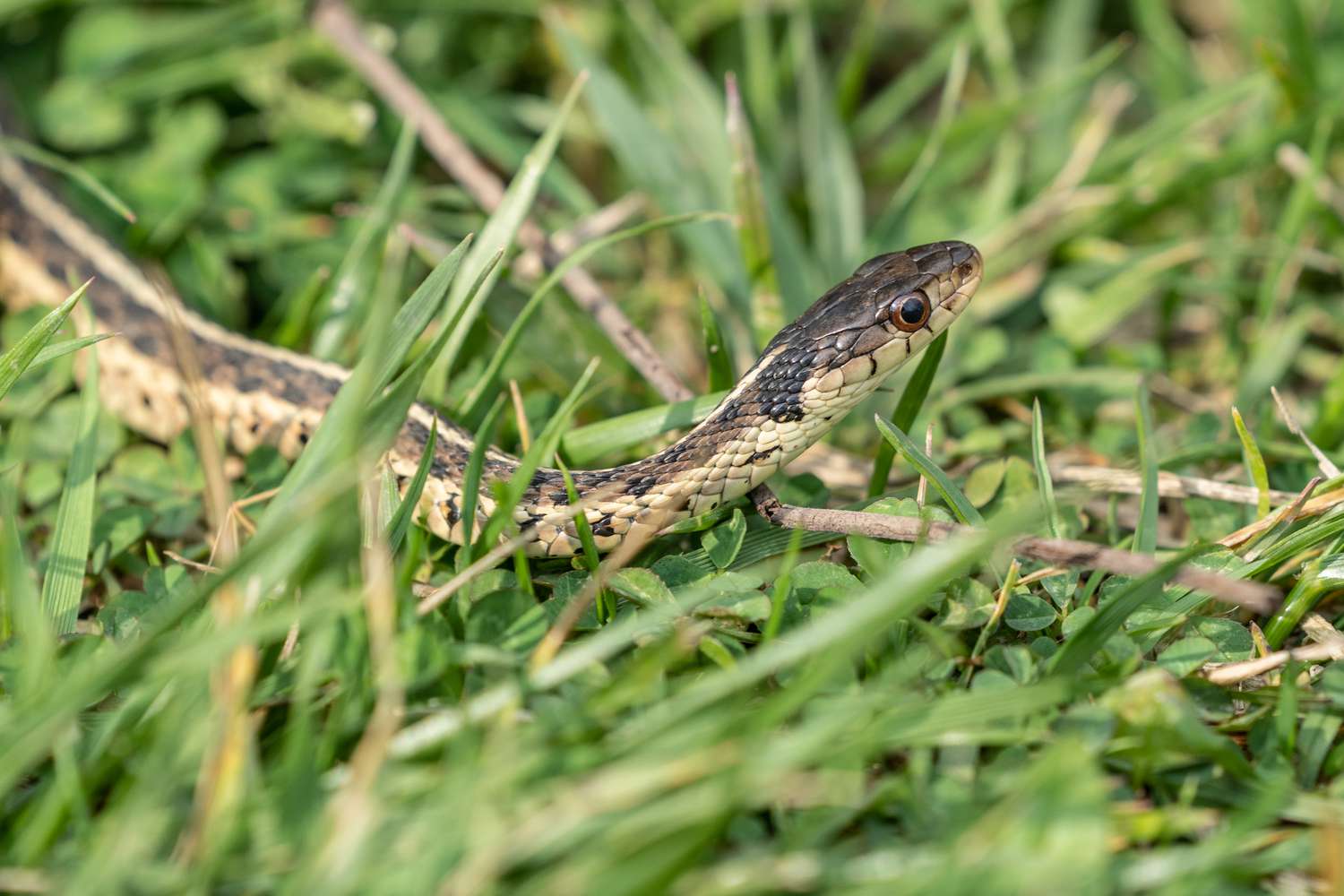 Rắn hoạt động mạnh v&agrave;o m&ugrave;a mưa: 4 c&aacute;ch đuổi rắn cực hiệu quả- Ảnh 2.