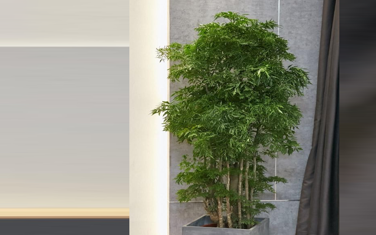 C&acirc;y đinh lăng n&ecirc;n trồng ở đ&acirc;u trong nh&agrave; để "h&uacute;t" t&agrave;i lộc?- Ảnh 1.