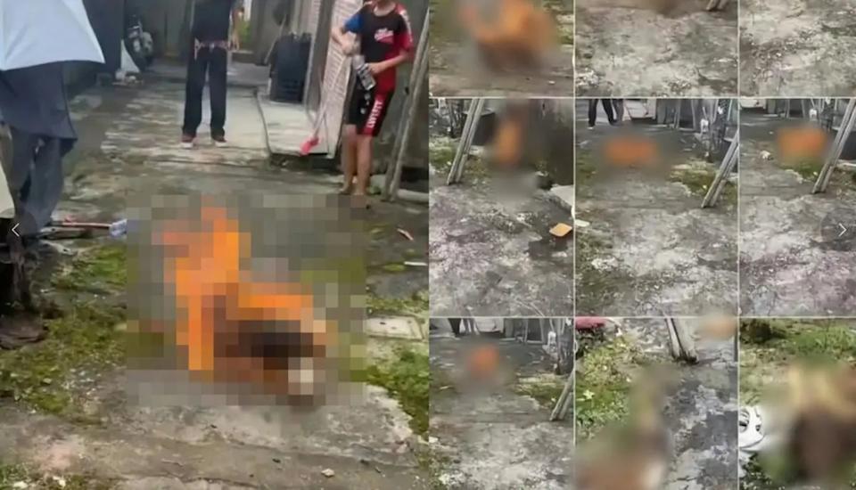 4 đứa trẻ dưới 14 tuổi gây phẫn nộ vì hành vi ngược đãi động vật, chuyên gia lên tiếng cảnh báo- Ảnh 2.