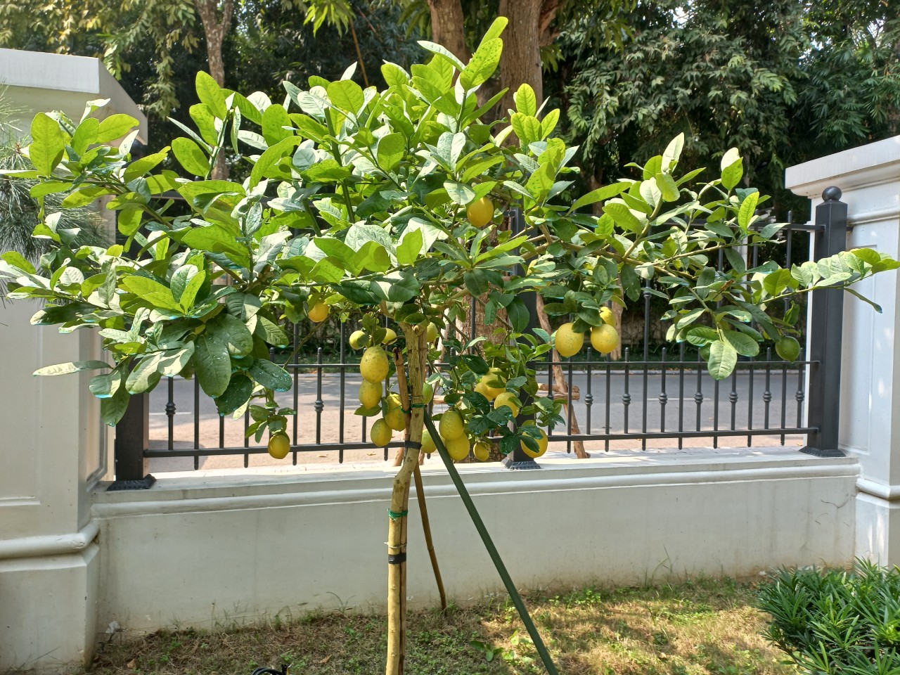 5 l&yacute; do nhất định phải trồng một c&acirc;y chanh trong nh&agrave; - Ảnh 1.
