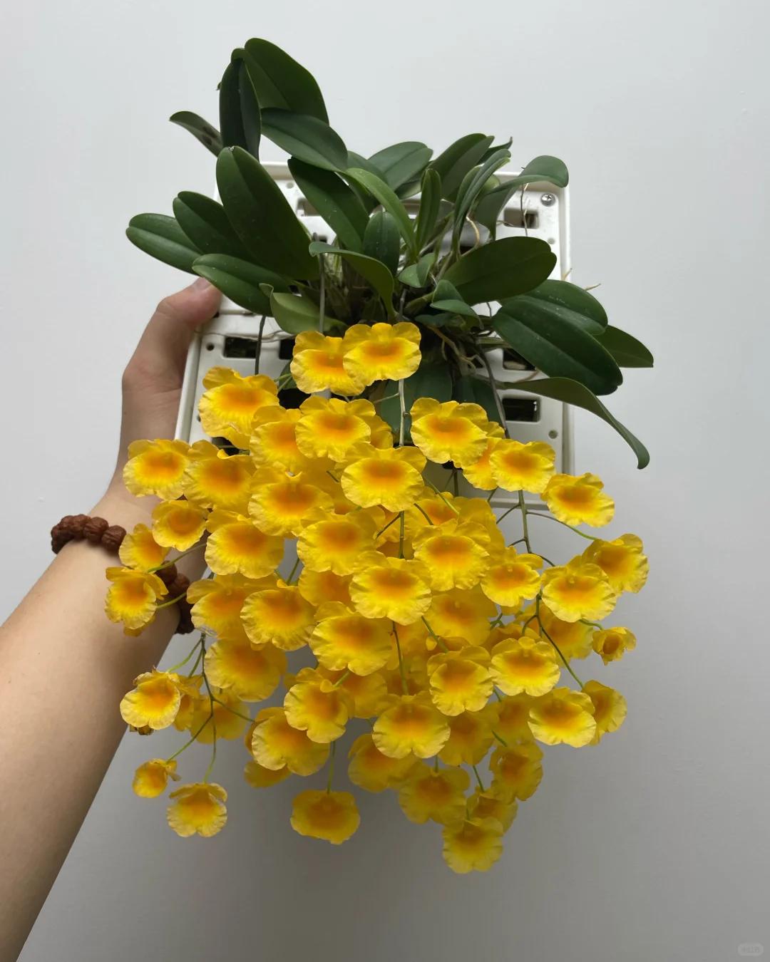 Mẹ t&ocirc;i trồng gi&agrave;n lan suốt 10 năm, đến ng&agrave;y nở rộ ai nh&igrave;n cũng tưởng &ldquo;th&aacute;c hoa&rdquo;- Ảnh 6.