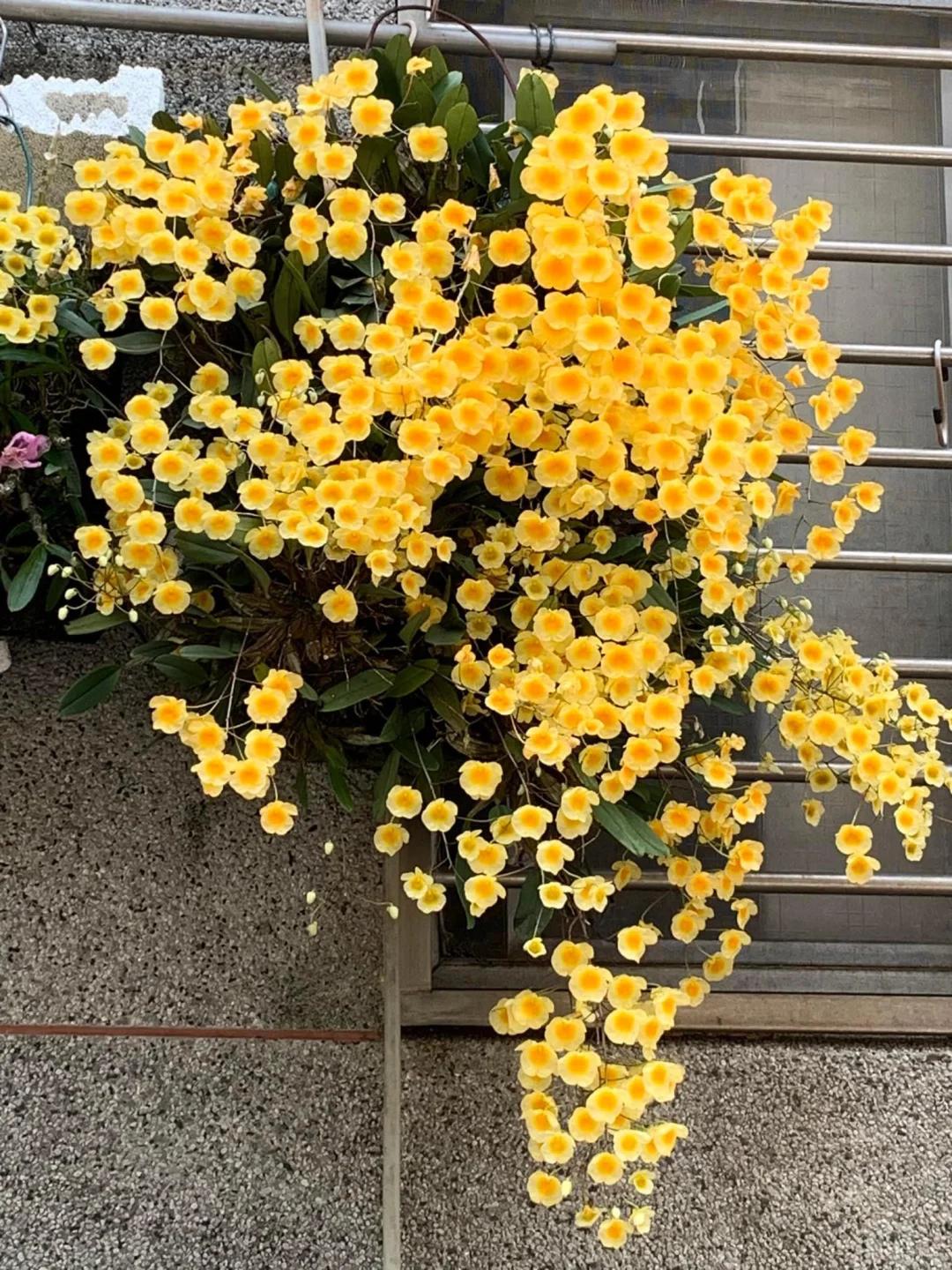 Mẹ t&ocirc;i trồng gi&agrave;n lan suốt 10 năm, đến ng&agrave;y nở rộ ai nh&igrave;n cũng tưởng &ldquo;th&aacute;c hoa&rdquo;- Ảnh 5.