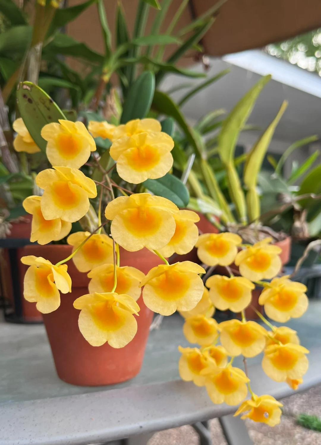 Mẹ t&ocirc;i trồng gi&agrave;n lan suốt 10 năm, đến ng&agrave;y nở rộ ai nh&igrave;n cũng tưởng &ldquo;th&aacute;c hoa&rdquo;- Ảnh 8.