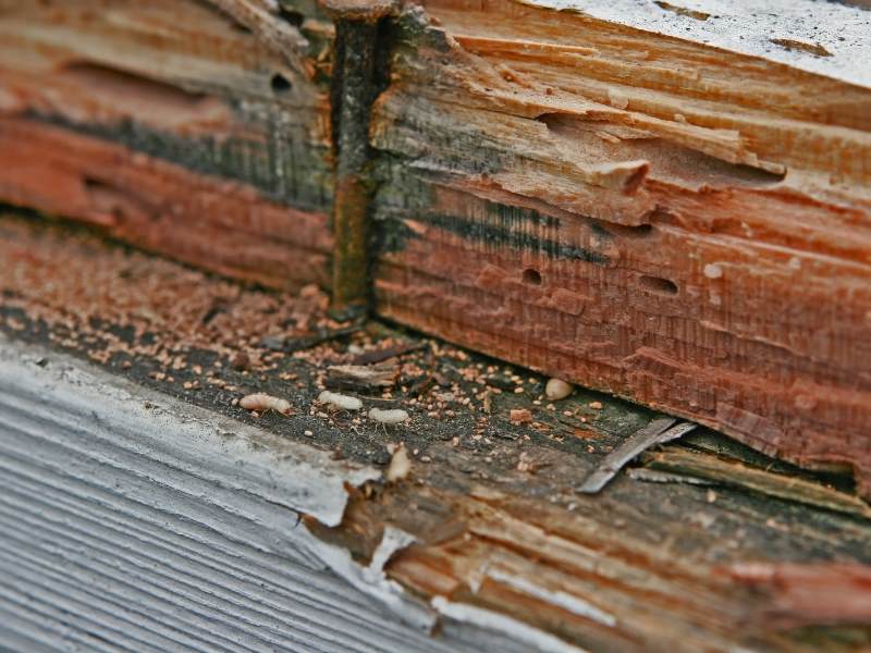 Thợ mộc l&acirc;u năm chỉ ra c&aacute;ch nhận biết cửa gỗ, tủ gỗ trong nh&agrave; bị mối, mọt nghi&ecirc;m trọng: Nhiều người từng thấy nhưng lại bỏ qua - Ảnh 5.