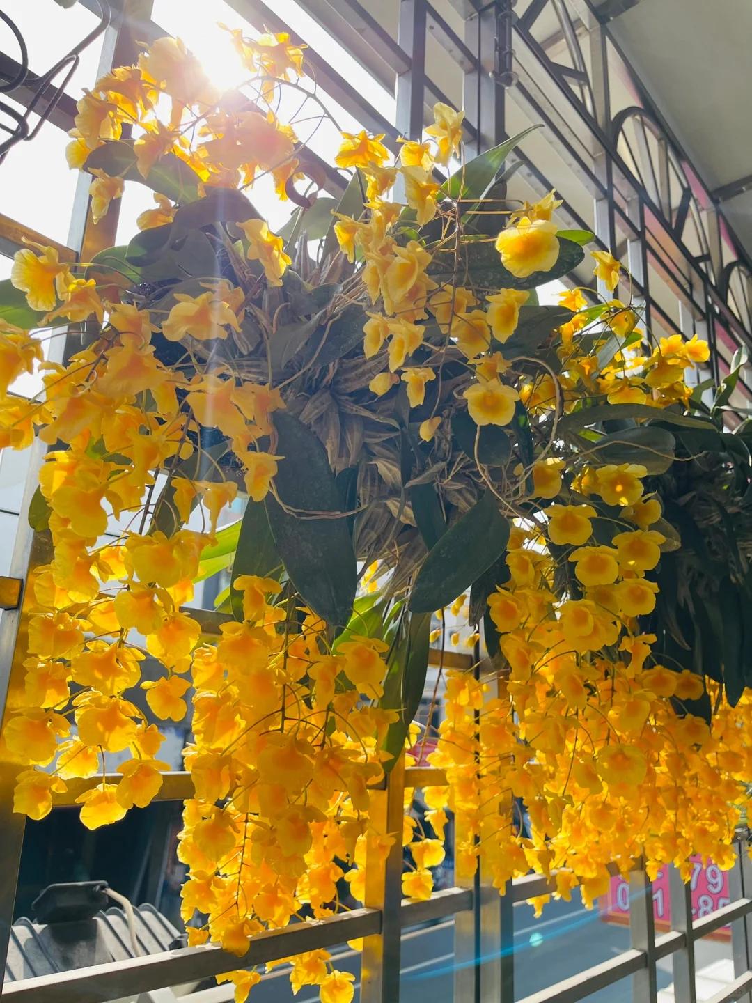 Mẹ t&ocirc;i trồng gi&agrave;n lan suốt 10 năm, đến ng&agrave;y nở rộ ai nh&igrave;n cũng tưởng &ldquo;th&aacute;c hoa&rdquo;- Ảnh 4.