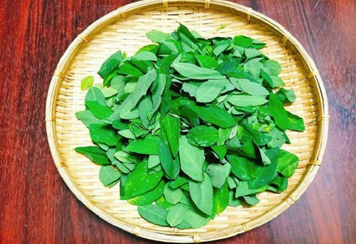 Loại rau từng được trồng l&agrave;m h&agrave;ng r&agrave;o, kh&ocirc;ng ngờ được v&iacute; như "c&acirc;y thuốc" - Ảnh 2.