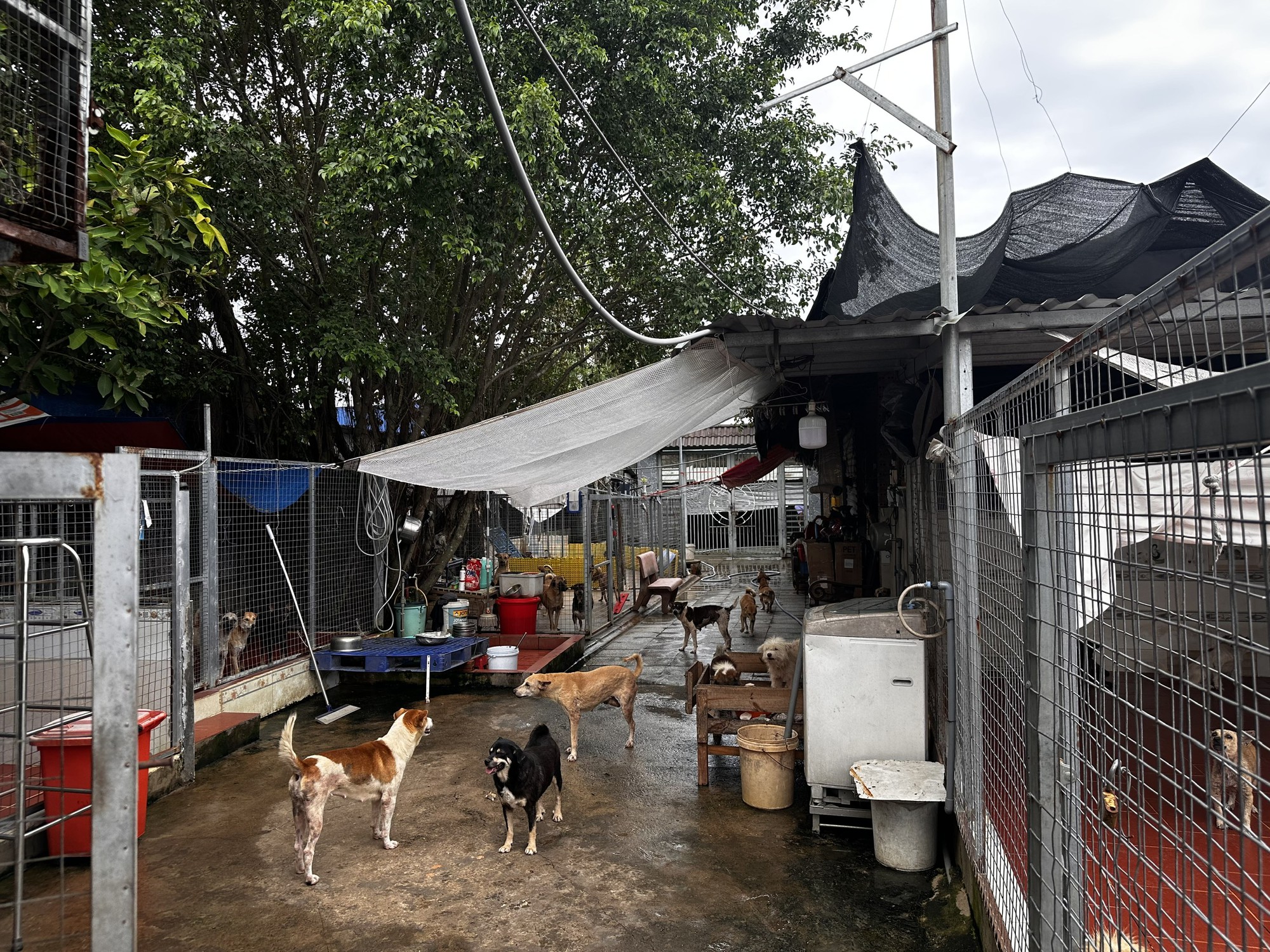 Suy thận giai đoạn 4, tim đập 37 lần/phút, từng điều trị ung thư: Người mẹ 56 tuổi ở lại vì 400 "đứa con"- Ảnh 2.