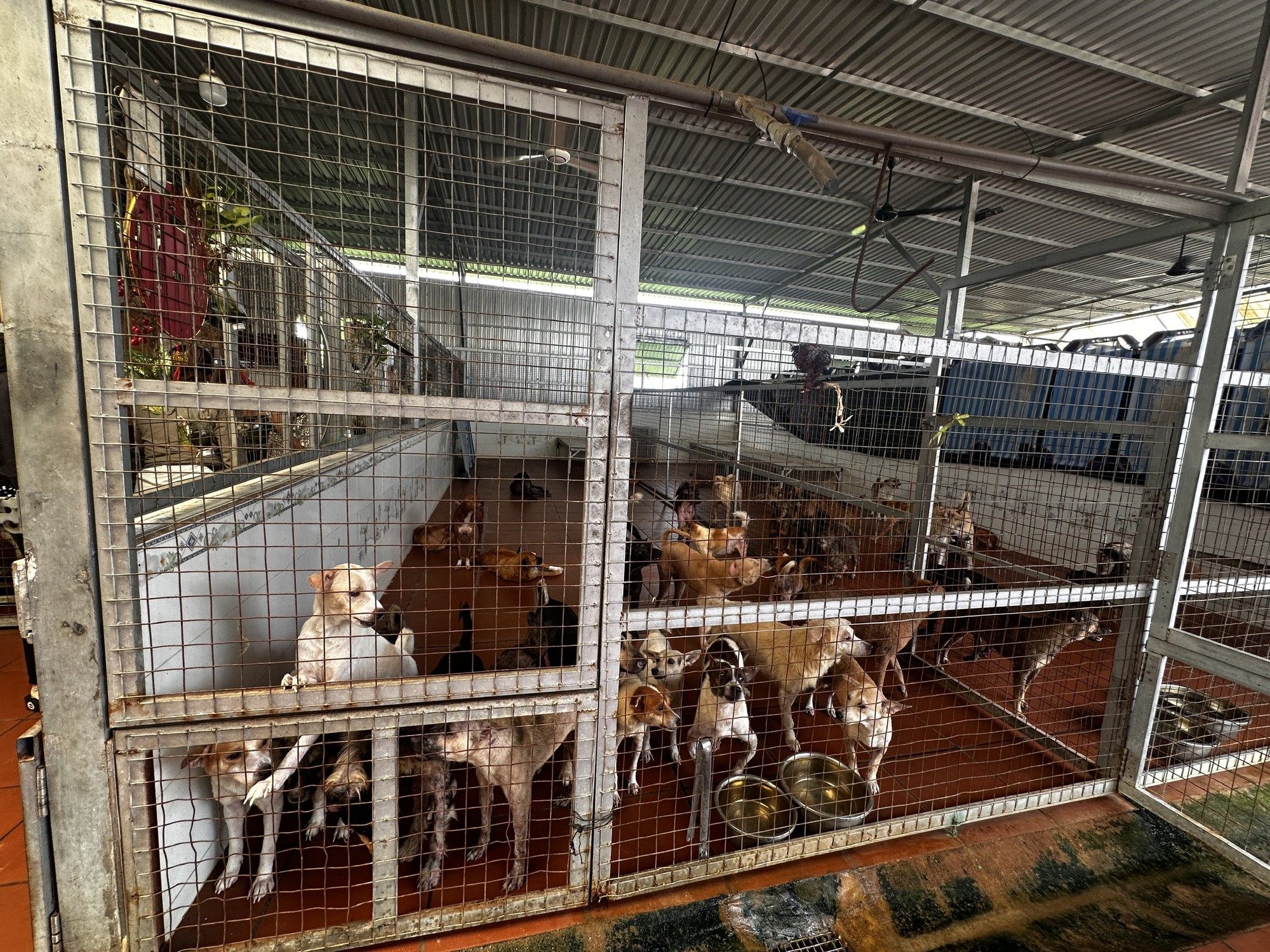 Suy thận giai đoạn 4, tim đập 37 lần/phút, từng điều trị ung thư: Người mẹ 56 tuổi ở lại vì 400 "đứa con"- Ảnh 1.