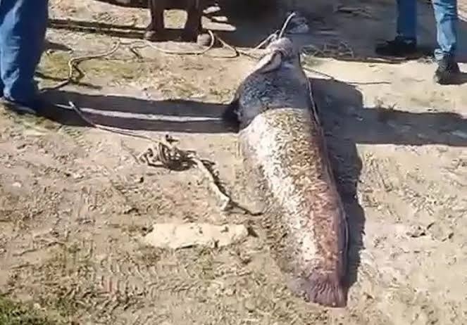 Ngư d&acirc;n c&acirc;u được con c&aacute; tr&ecirc; khổng lồ d&agrave;i 1,9 m&eacute;t, nặng 78kg tr&ecirc;n s&ocirc;ng - Ảnh 1.