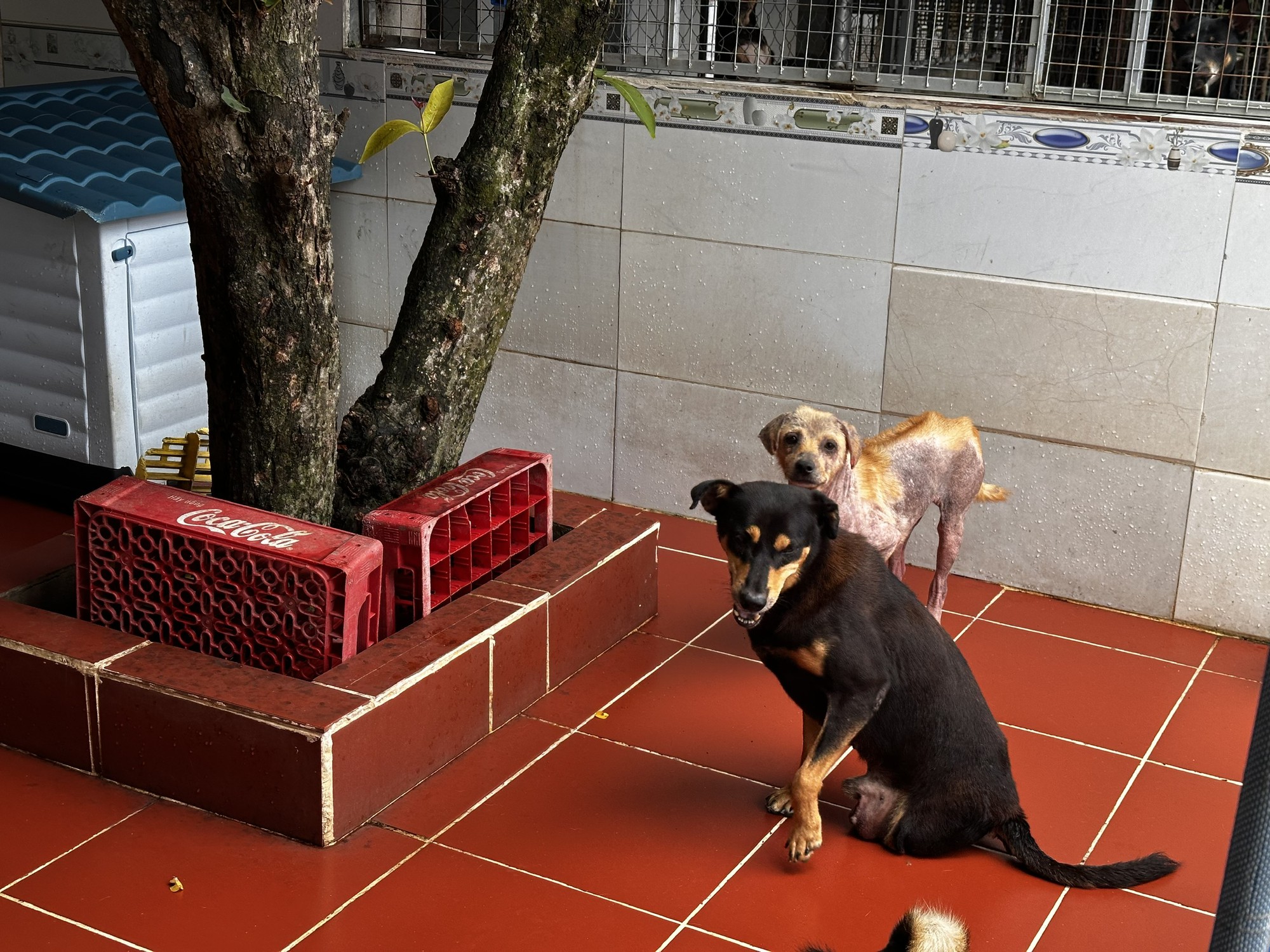 Suy thận giai đoạn 4, tim đập 37 lần/phút, từng điều trị ung thư: Người mẹ 56 tuổi ở lại vì 400 "đứa con"- Ảnh 10.