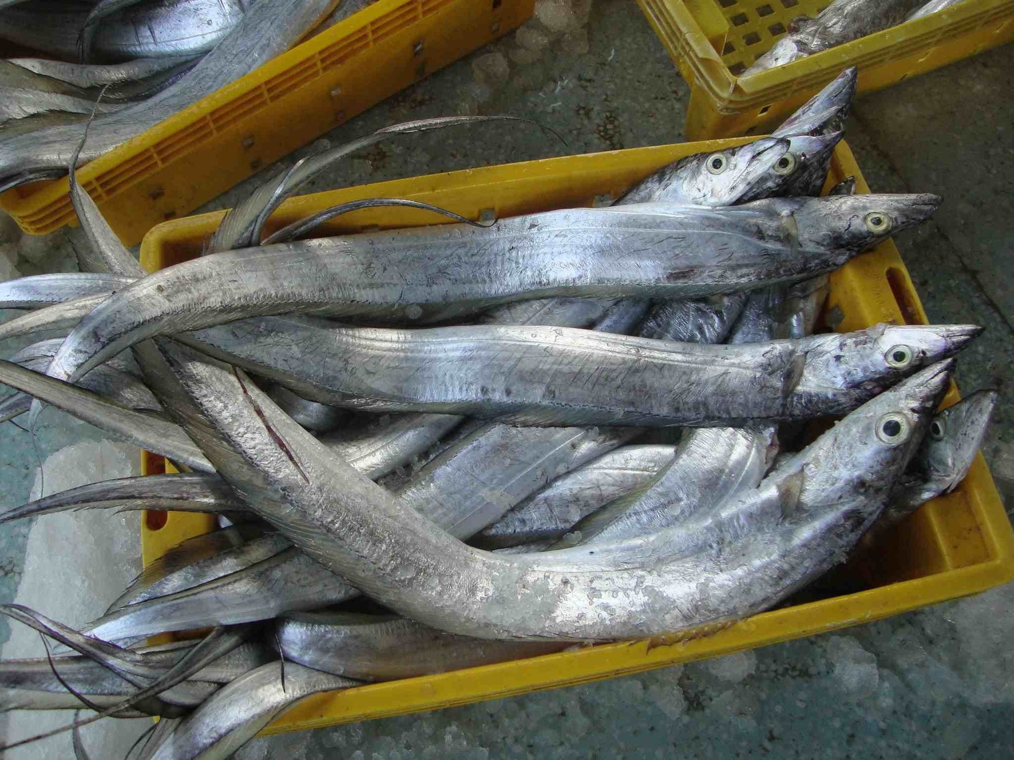 Không phải cá hồi, loại cá bình dân này giàu canxi gấp 4 lần sữa, DHA cũng cao đáng nể- Ảnh 1.