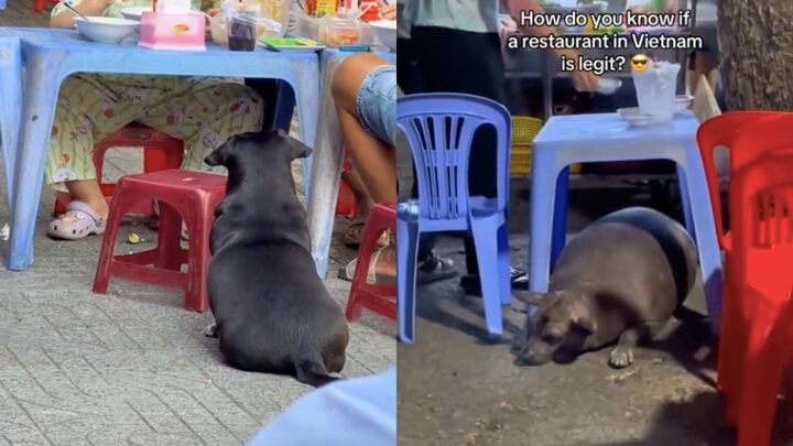 Kh&aacute;ch T&acirc;y m&aacute;ch nhau b&iacute; quyết chọn qu&aacute;n ngon ở Việt Nam: Ch&oacute; b&eacute;o ngủ gật ở cửa- Ảnh 2.