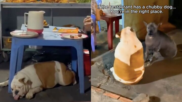 Kh&aacute;ch T&acirc;y m&aacute;ch nhau b&iacute; quyết chọn qu&aacute;n ngon ở Việt Nam: Ch&oacute; b&eacute;o ngủ gật ở cửa- Ảnh 3.