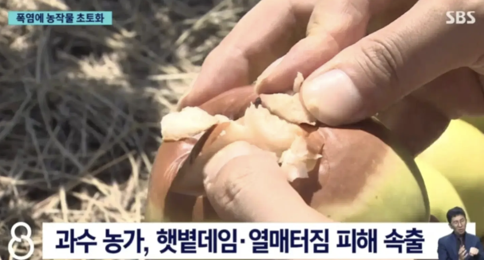 Nắng nóng kỷ lục kéo dài khiến khoai tây Hàn Quốc bị "luộc chín" ngay trên ruộng, bắp cải cũng cháy lá- Ảnh 4.