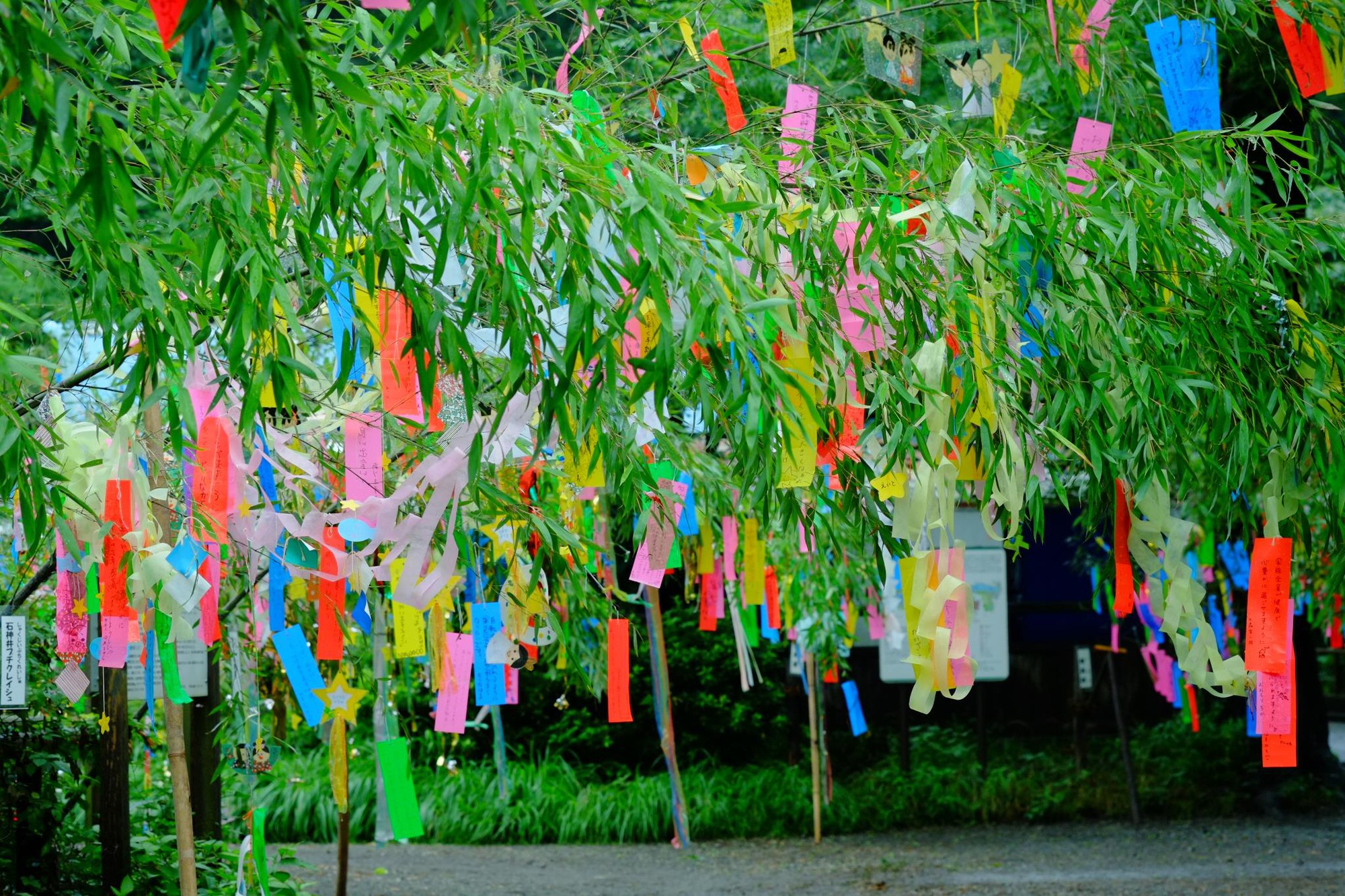 Đón Lễ hội Tanabata và khám phá Vườn thư pháp Nhật Bản ngay gần Hà Nội - Ảnh 1.
