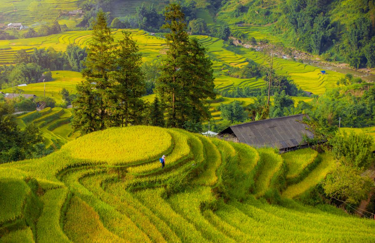 Dịp 2/9 này, lên Fansipan khám phá mùa vàng thổ cẩm, “săn” hoa xác pháo, dự lễ thượng cờ - Ảnh 5.