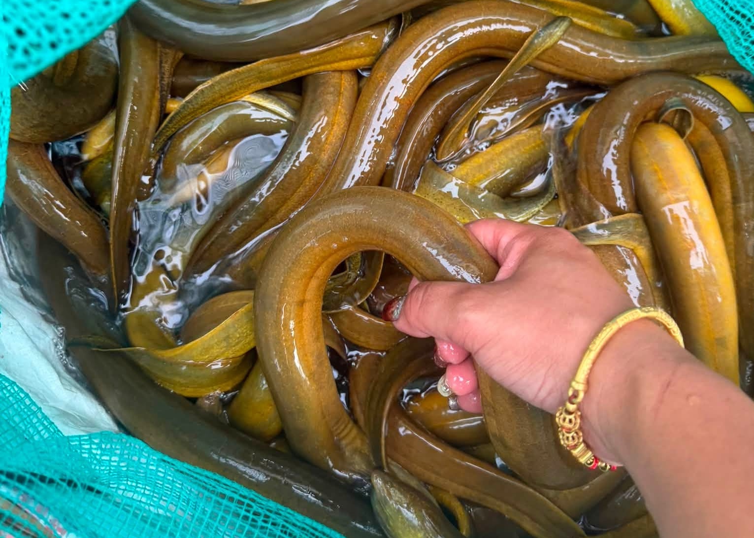 Chủ cửa h&agrave;ng thủy sản 20 năm n&oacute;i thẳng: 4 loại lươn chỉ người "dại" mới bỏ tiền mua - Ảnh 4.