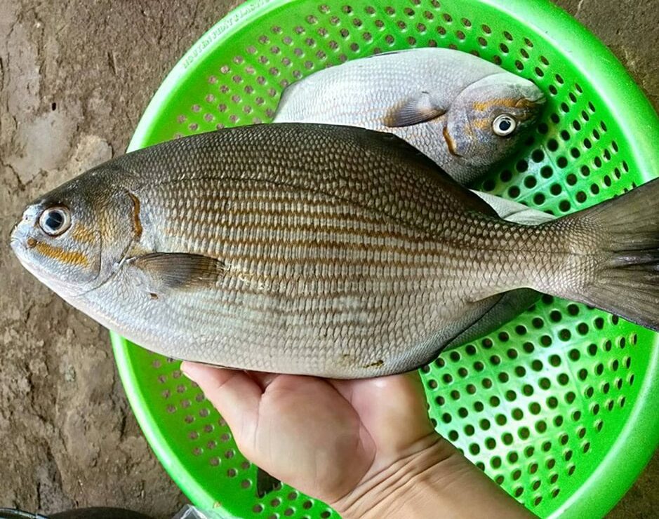 Lo&agrave;i c&aacute; c&oacute; c&aacute;i t&ecirc;n nghe "r&ugrave;ng rợn" nhưng thịt l&agrave; nguồn dinh dưỡng cực kỳ qu&yacute; gi&aacute; - Ảnh 1.