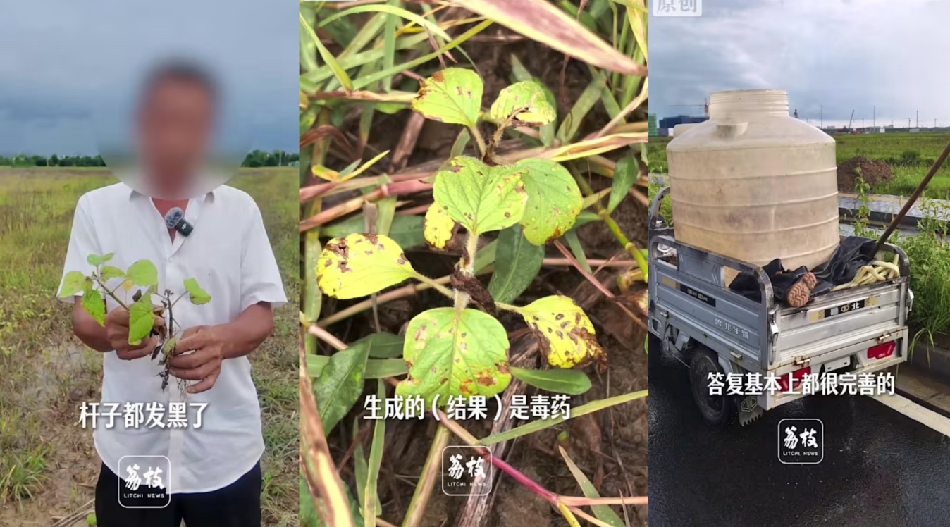 Tin AI tư vấn phun thuốc, nông dân Trung Quốc mất trắng 10 ha ruộng mè- Ảnh 1.