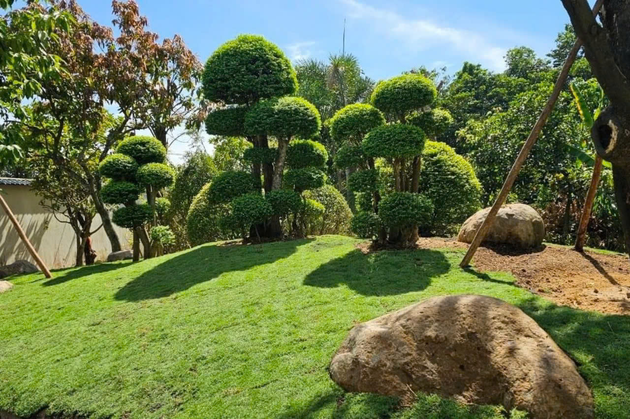 Nh&agrave; vườn rộng 3.000m2 của người đẹp T&acirc;y Đ&ocirc; Việt Trinh- Ảnh 8.