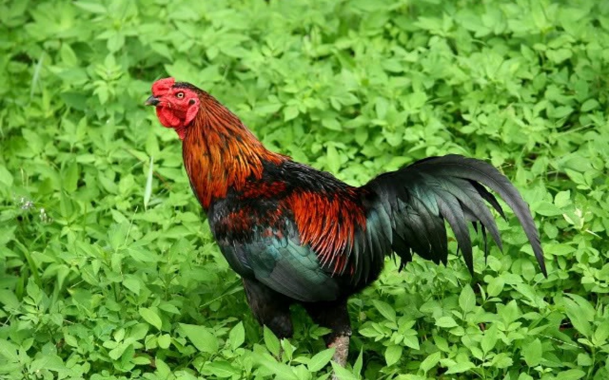 V&igrave; sao g&agrave; đồi, heo rừng lu&ocirc;n đắt hơn thịt thường?- Ảnh 2.