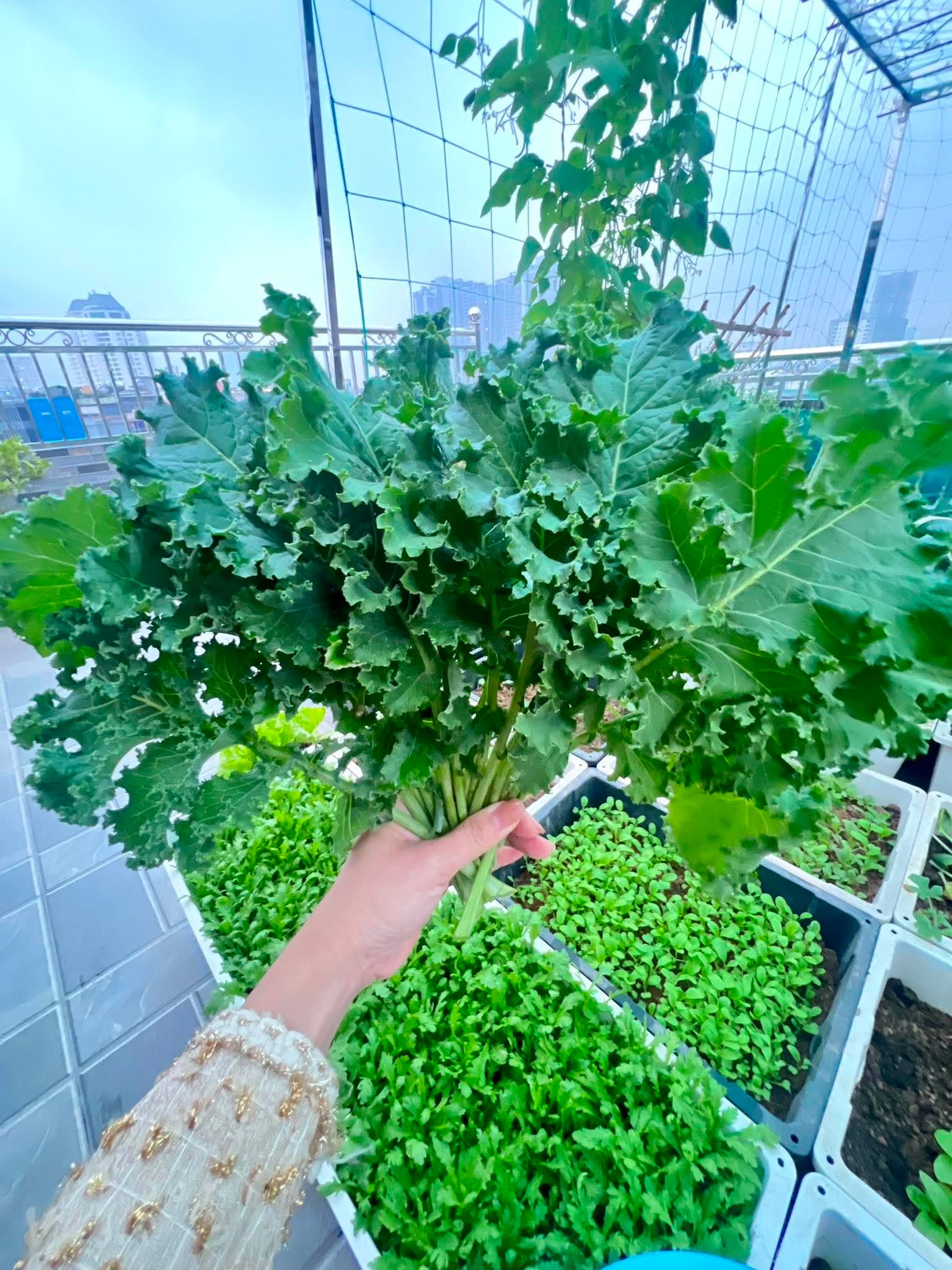 Nữ bác sĩ U40 sáng khám bệnh, tối trồng rau phủ kín sân thượng: Thứ nhận được vượt xa tưởng tượng- Ảnh 10.
