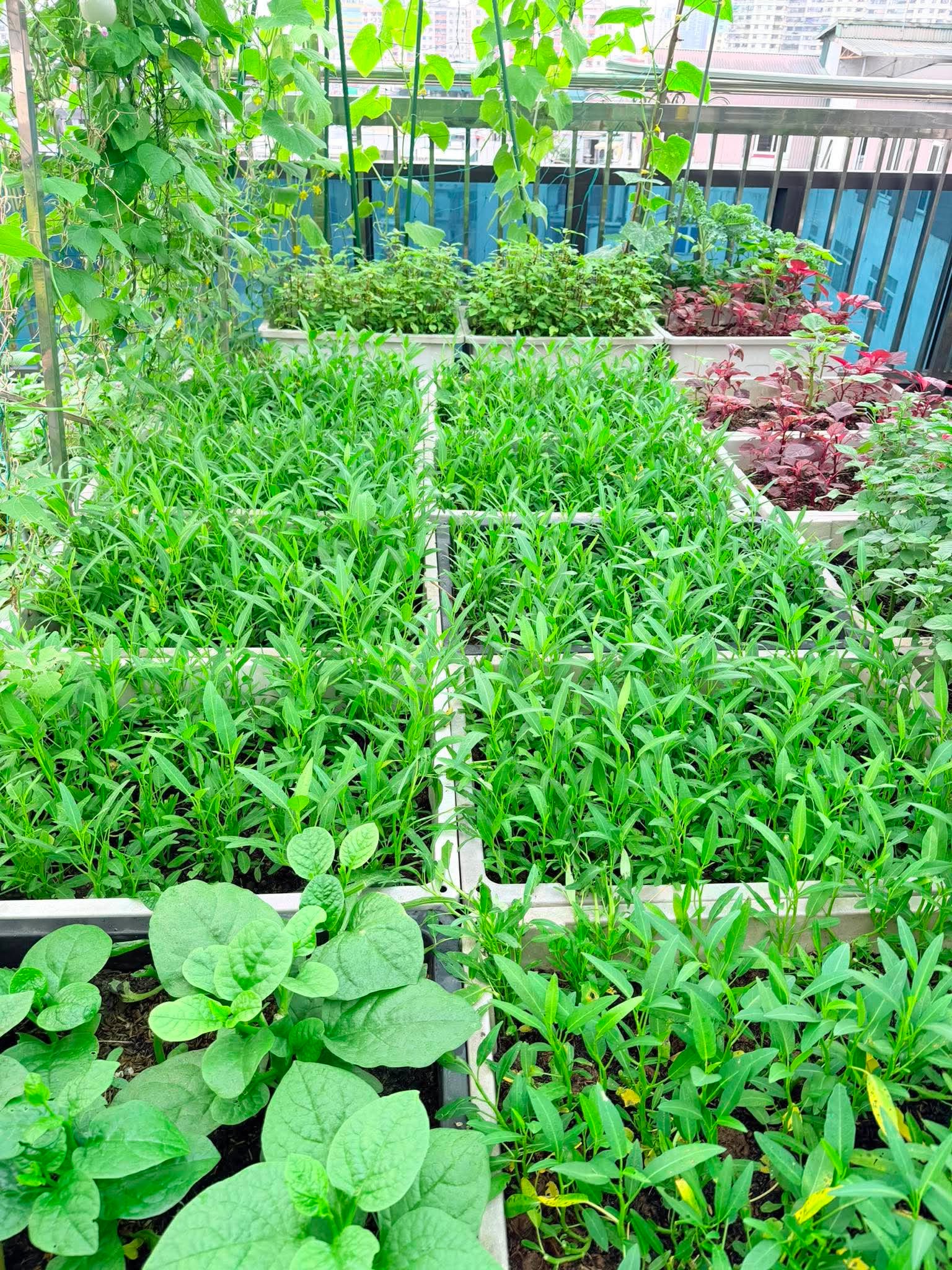 Nữ bác sĩ U40 sáng khám bệnh, tối trồng rau phủ kín sân thượng: Thứ nhận được vượt xa tưởng tượng- Ảnh 9.