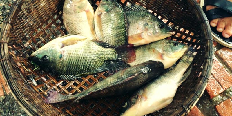 1 loại c&aacute; ngay cả người b&aacute;n cũng kh&ocirc;ng ai d&aacute;m ăn- Ảnh 2.