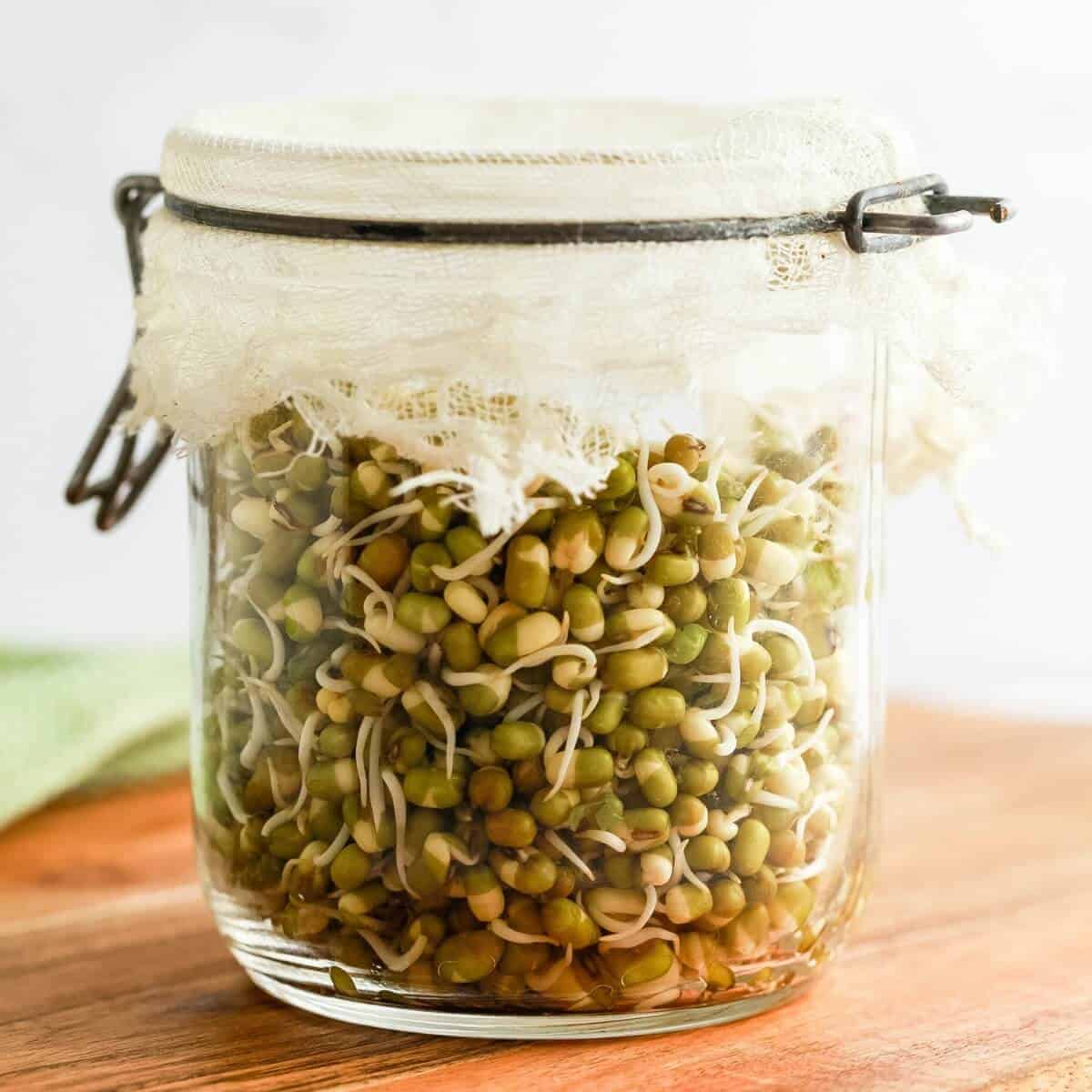 Loại rau được ví là "nhân sâm", bồi bổ ngũ tạng, thanh nhiệt giải độc: Bán quanh năm đầy chợ- Ảnh 2.