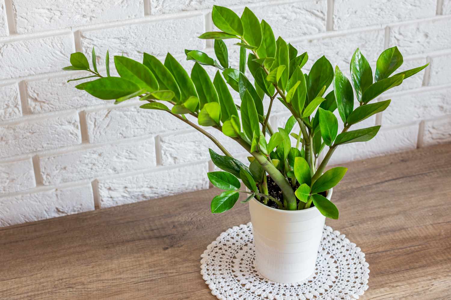 6 l&yacute; do v&igrave; sao n&ecirc;n trồng một chậu c&acirc;y kim tiền trong nh&agrave;- Ảnh 1.
